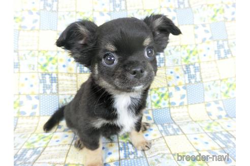 成約済の千葉県のチワワ(ロングコート)-158263の4枚目