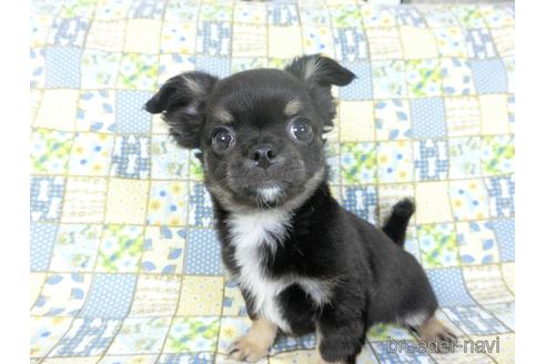 成約済の千葉県のチワワ(ロングコート)-158263の3枚目