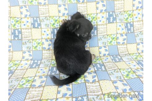 成約済の千葉県のチワワ(ロングコート)-158263の2枚目