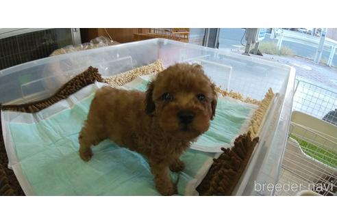 成約済の愛知県のトイプードル-156039の1枚目