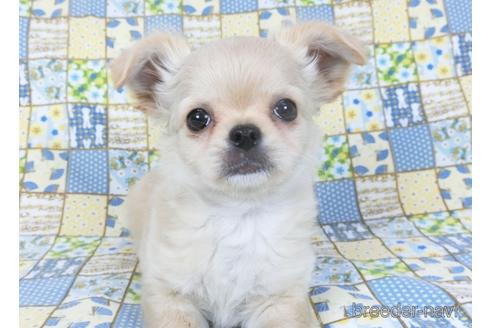 成約済の千葉県のチワワ(ロングコート)-158264の4枚目