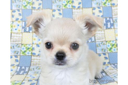 成約済の千葉県のチワワ(ロングコート)-158264