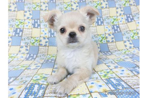 成約済の千葉県のチワワ(ロングコート)-158264の3枚目