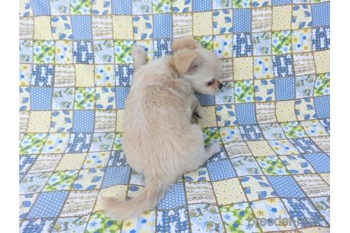 成約済の千葉県のチワワ(ロングコート)-158264の2枚目