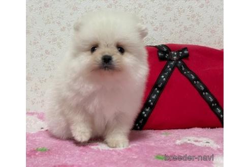 成約済の埼玉県のポメラニアン-157200の2枚目