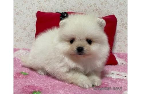 成約済の埼玉県のポメラニアン-157200の5枚目