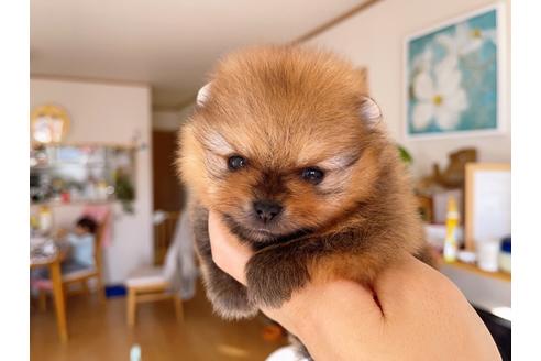 成約済の岐阜県のポメラニアン-158186の1枚目