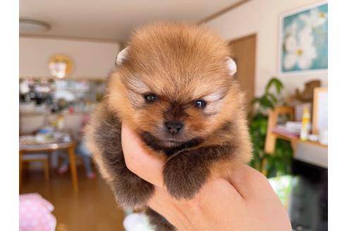 成約済の岐阜県のポメラニアン-158186の24枚目