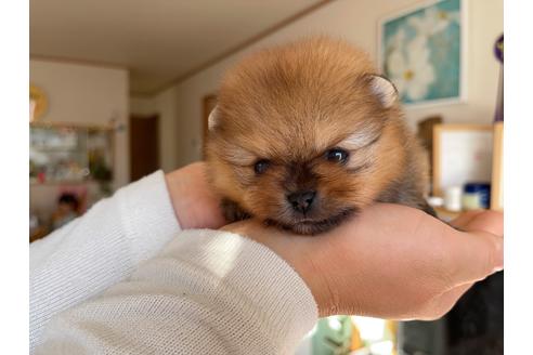 成約済の岐阜県のポメラニアン-158186の21枚目