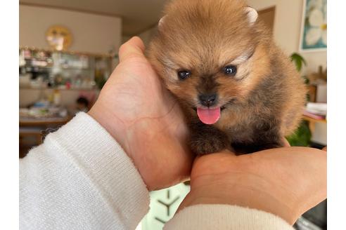 成約済の岐阜県のポメラニアン-158186の18枚目