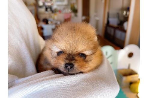 成約済の岐阜県のポメラニアン-158186の4枚目