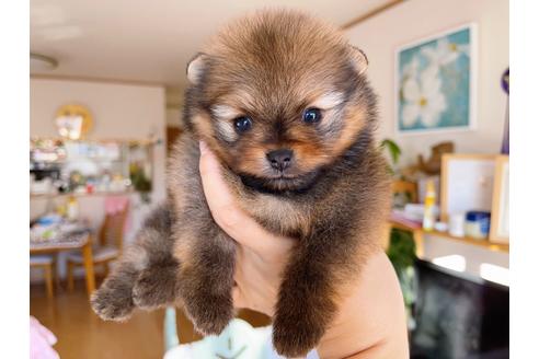 成約済の岐阜県のポメラニアン-158180の24枚目