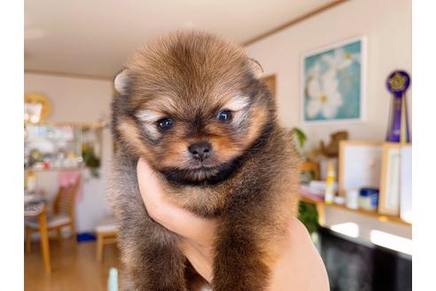 成約済の岐阜県のポメラニアン-158180の22枚目