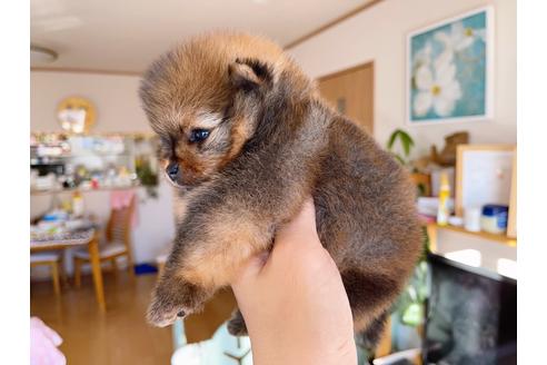 成約済の岐阜県のポメラニアン-158180の20枚目