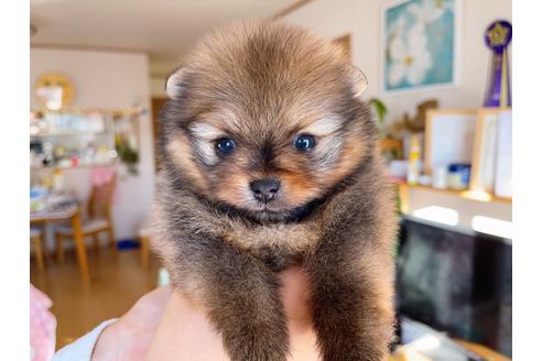 成約済の岐阜県のポメラニアン-158180の17枚目