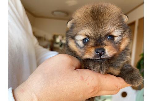 成約済の岐阜県のポメラニアン-158180の14枚目