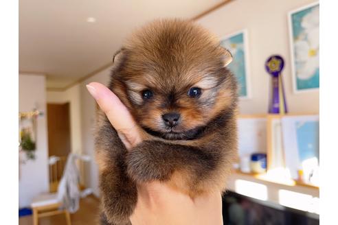 成約済の岐阜県のポメラニアン-158180の7枚目