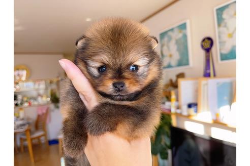 成約済の岐阜県のポメラニアン-158180の4枚目