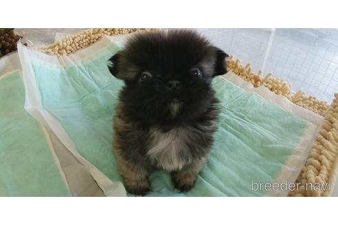成約済の愛知県のペキニーズ-156042の20枚目