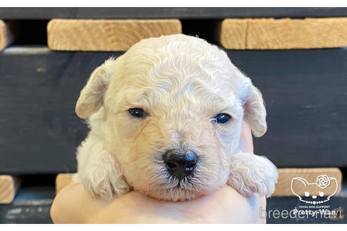 成約済の愛知県のミックス犬-158300の2枚目