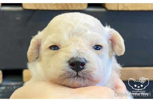 成約済の愛知県のミックス犬-158301の2枚目