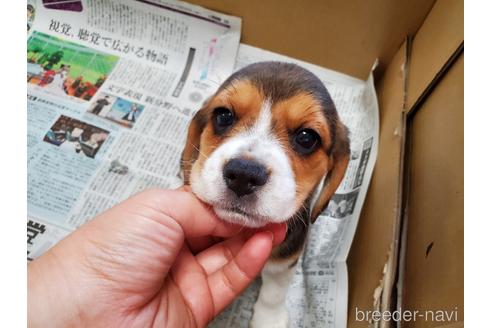 成約済の愛知県のビーグル-155577の1枚目