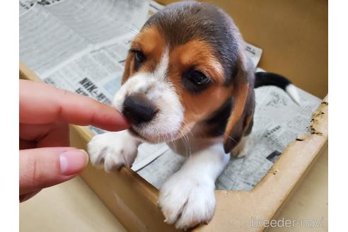 成約済の愛知県のビーグル-155577の5枚目