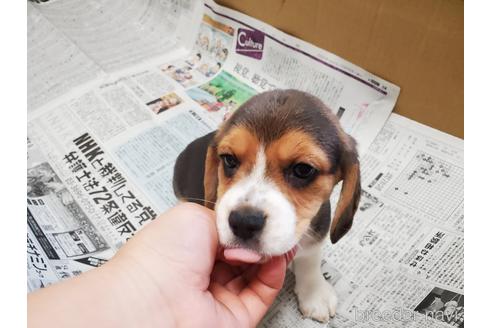 成約済の愛知県のビーグル-155577の3枚目