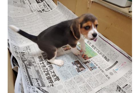 成約済の愛知県のビーグル-155577の4枚目