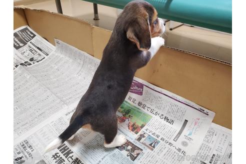 成約済の愛知県のビーグル-155577の2枚目