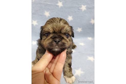 成約済の岩手県のミックス犬-158369の3枚目