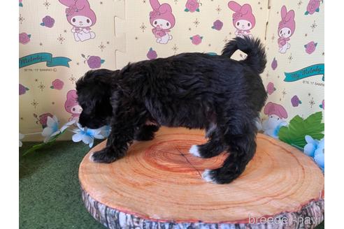 成約済の栃木県のミックス犬-158399の7枚目