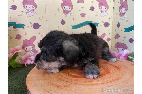 成約済の栃木県のミックス犬-158405の4枚目