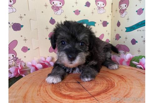 成約済の栃木県のミックス犬-158405の3枚目