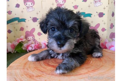 成約済の栃木県のミックス犬-158405の1枚目