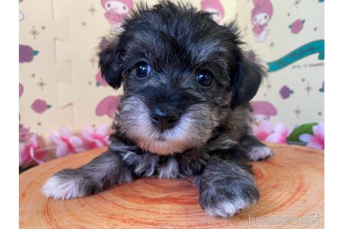 成約済の栃木県のミックス犬-158405の6枚目