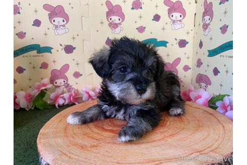成約済の栃木県のミックス犬-158405の7枚目