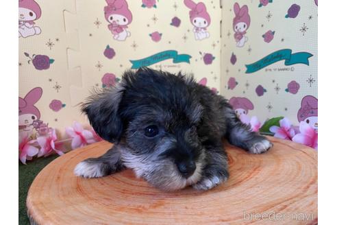 成約済の栃木県のミックス犬-158405の2枚目