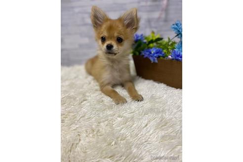 成約済の岡山県のポメチワ:ポメラニアン×チワワ-158438の1枚目