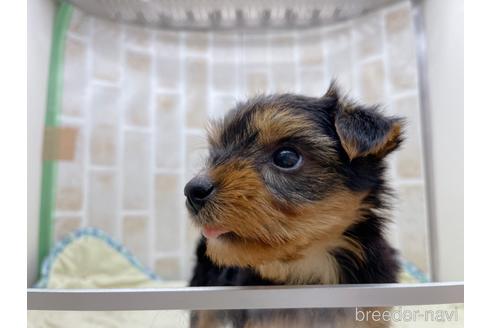 成約済の東京都のヨークシャーテリア-158468の4枚目