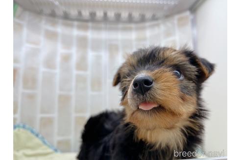 成約済の東京都のヨークシャーテリア-158468の5枚目