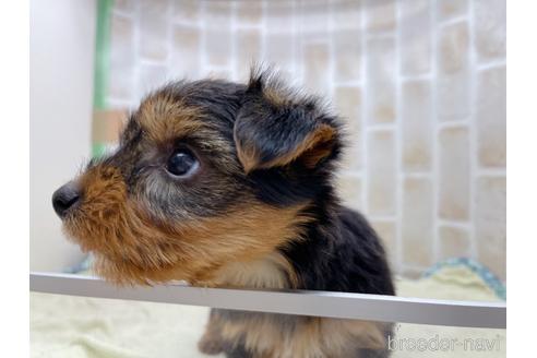 成約済の東京都のヨークシャーテリア-158468の6枚目