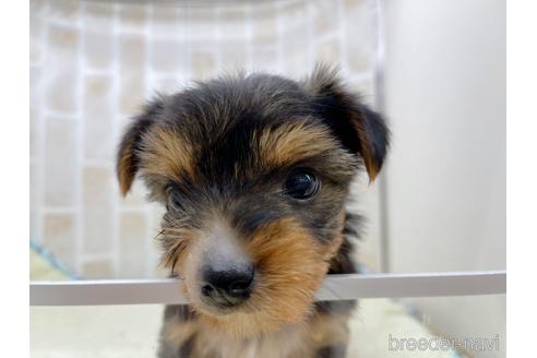 成約済の東京都のヨークシャーテリア-158468の1枚目