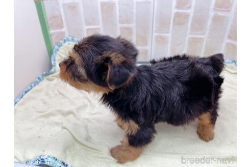 成約済の東京都のヨークシャーテリア-158468の3枚目