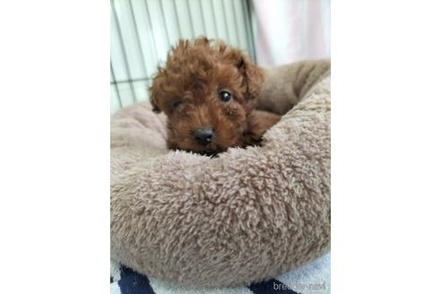 成約済の兵庫県のトイプードル-158019の2枚目