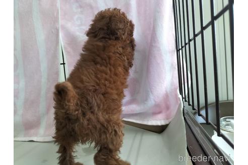 成約済の兵庫県のトイプードル-158019の3枚目