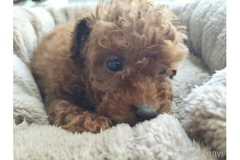 成約済の兵庫県のトイプードル-158019の4枚目