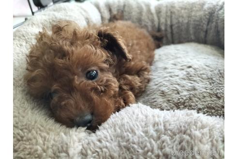 成約済の兵庫県のトイプードル-158019の6枚目