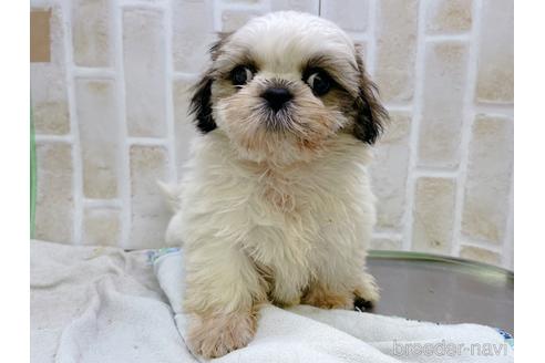 成約済の東京都のシーズー-158469の2枚目