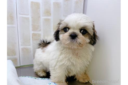 成約済の東京都のシーズー-158469の3枚目